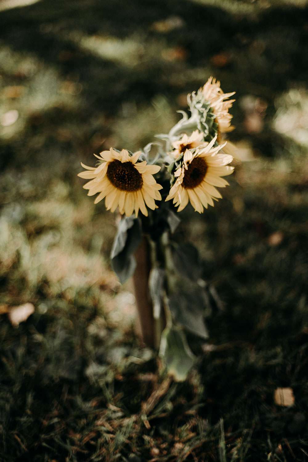 mariage_champetre_champs_tournesol-3